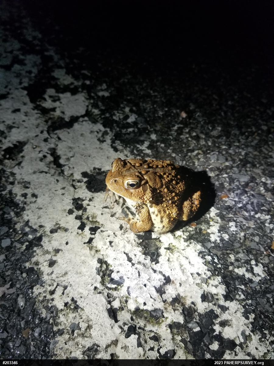 Eastern American Toad