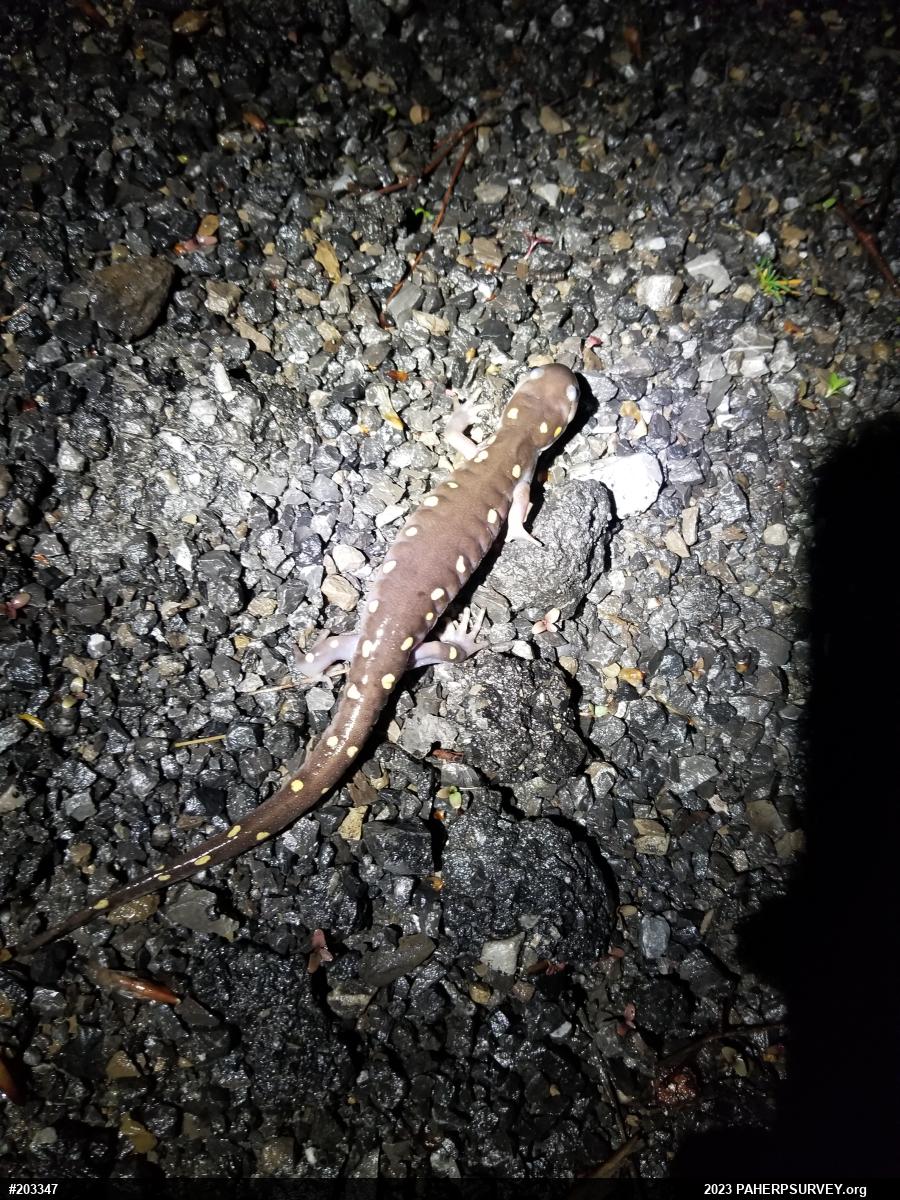 Spotted Salamander
