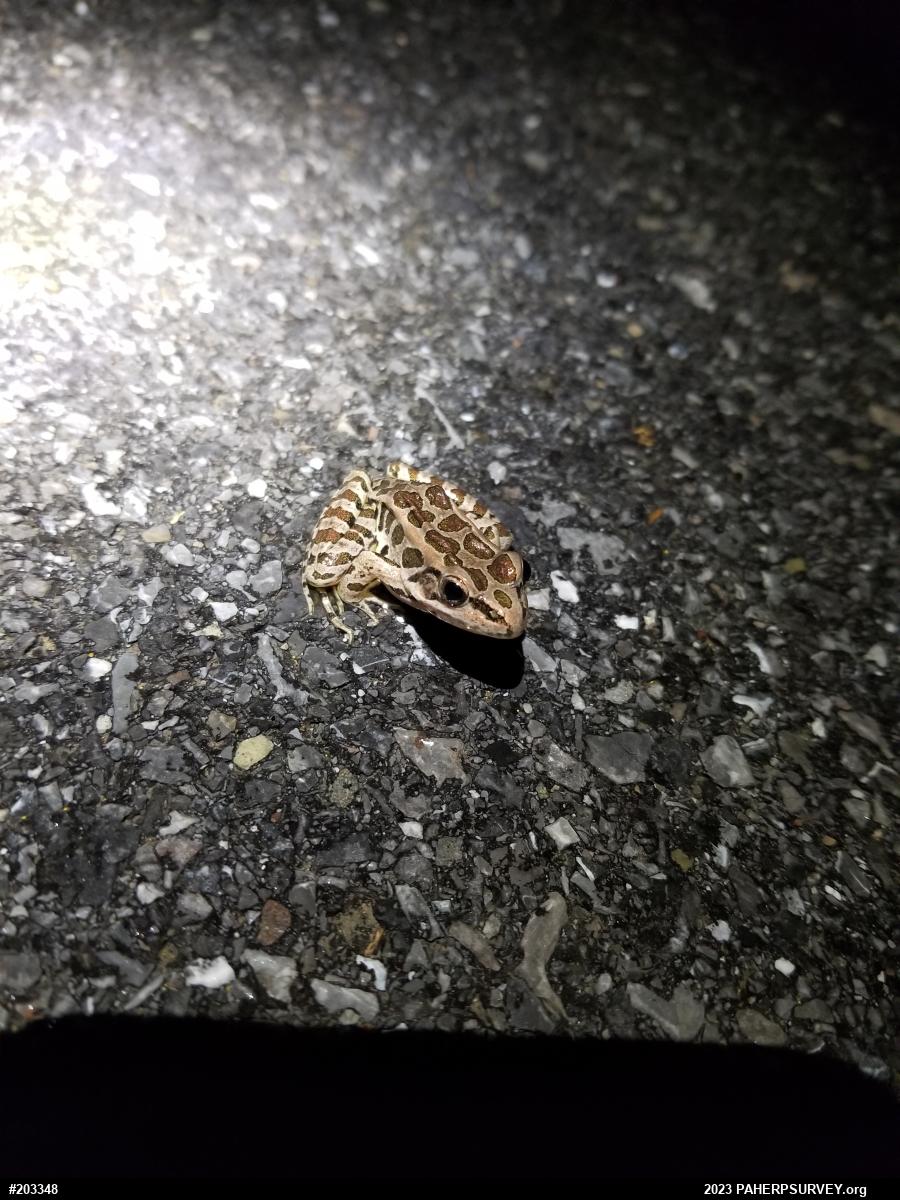 Pickerel Frog