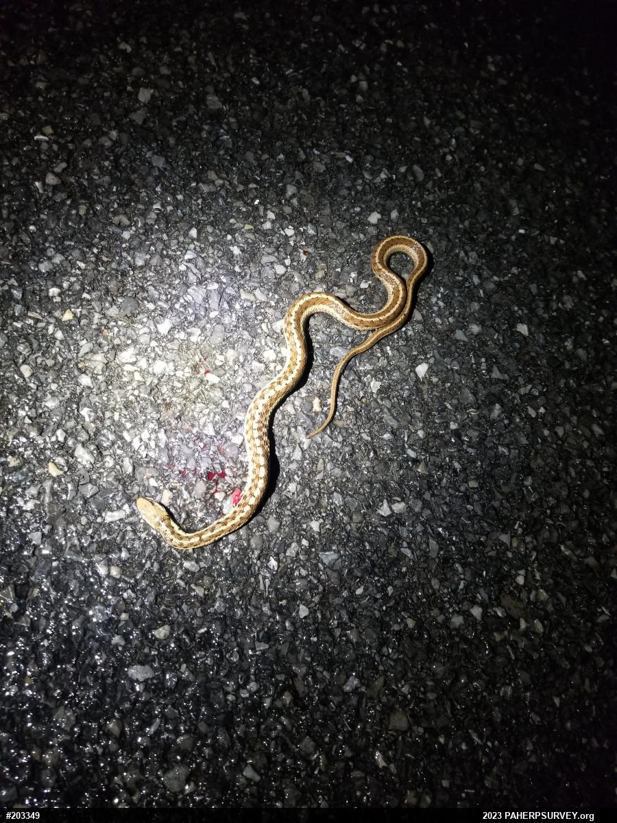 Eastern Gartersnake