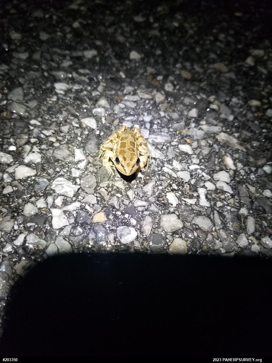 Pickerel Frog