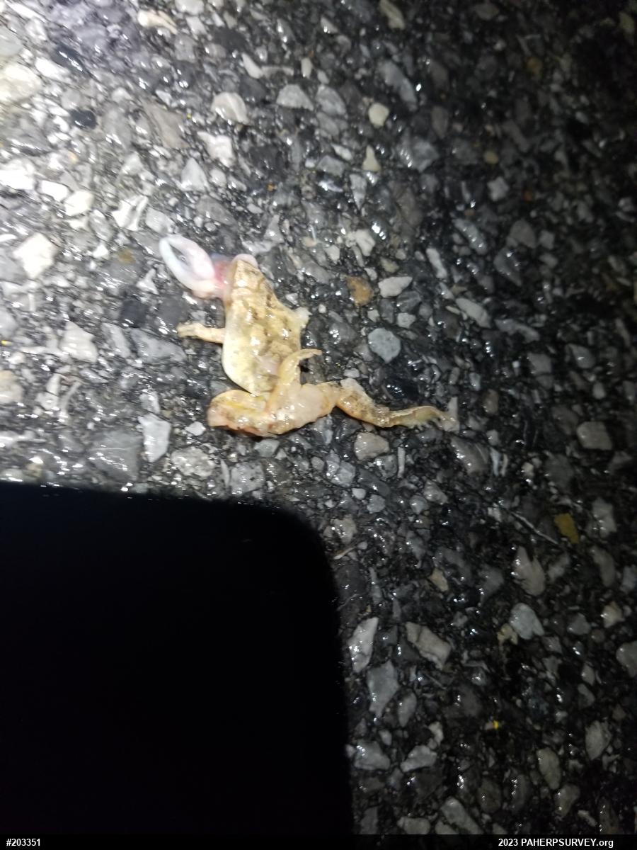 Spring Peeper