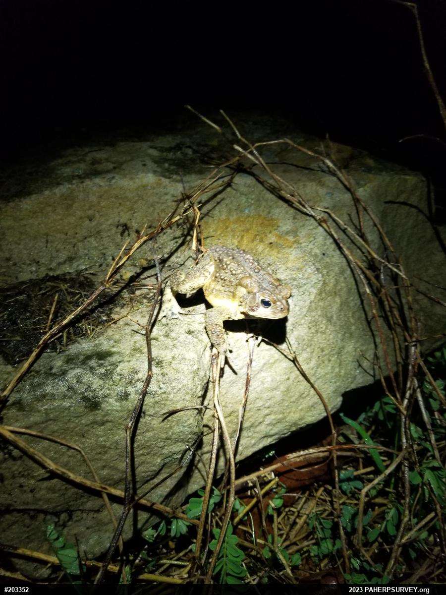 Eastern American Toad