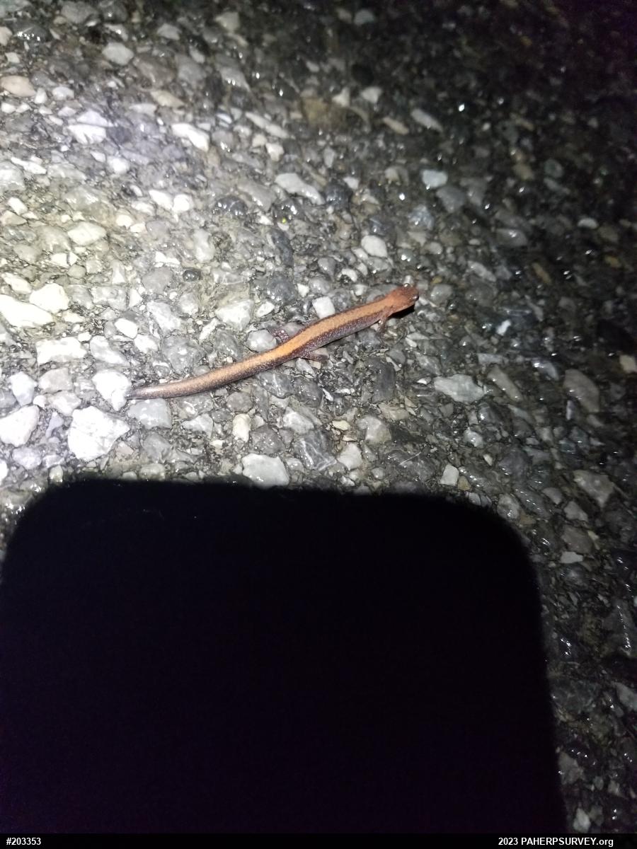 Eastern Red-backed  Salamander