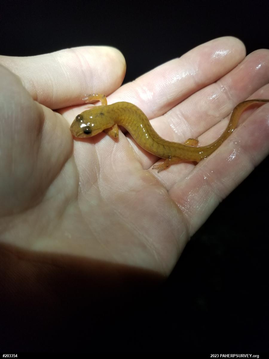 Northern Spring Salamander