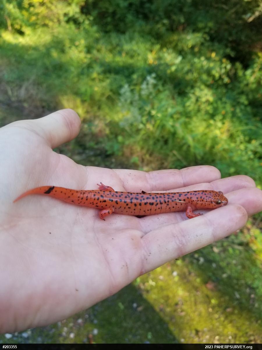 Northern Red Salamander