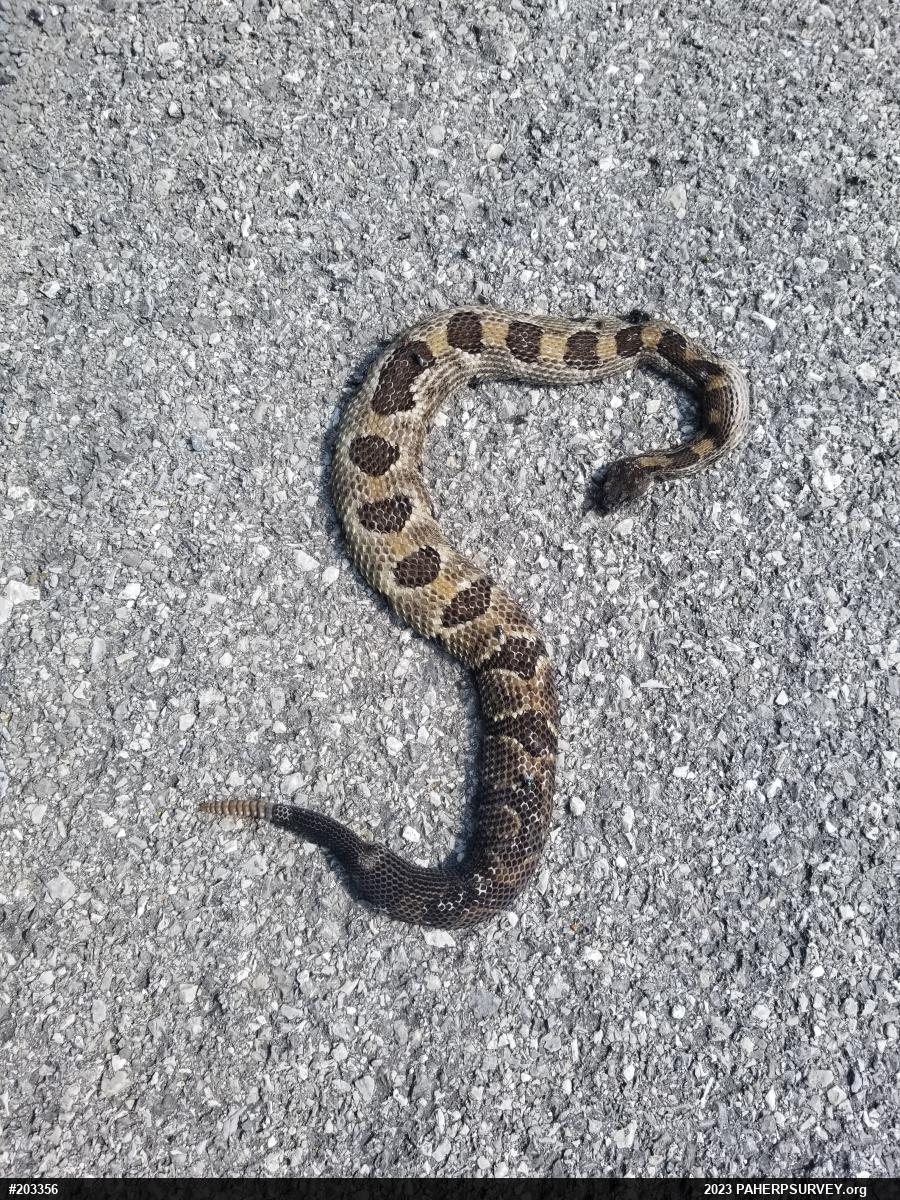 Timber Rattlesnake