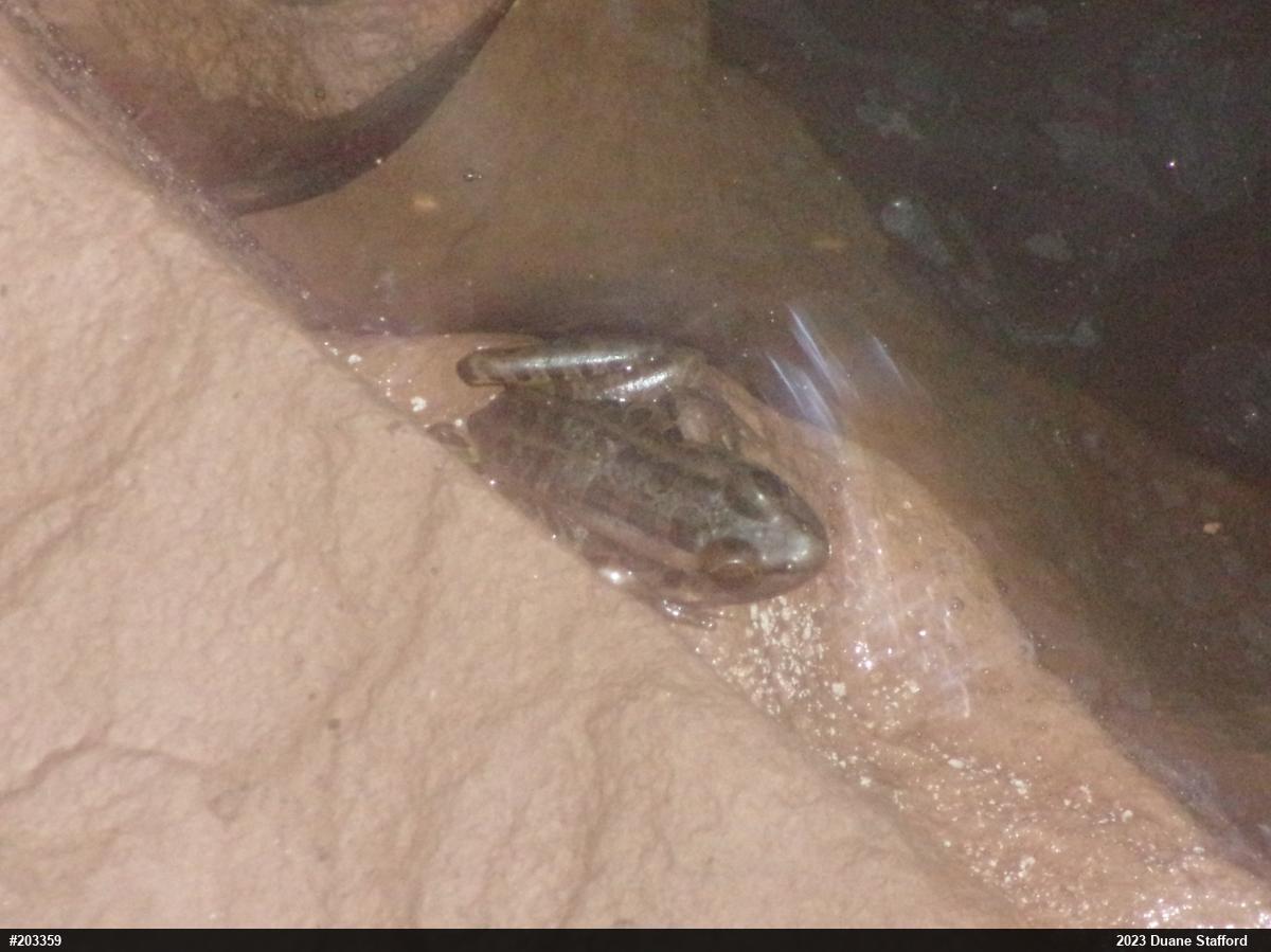 Pickerel Frog