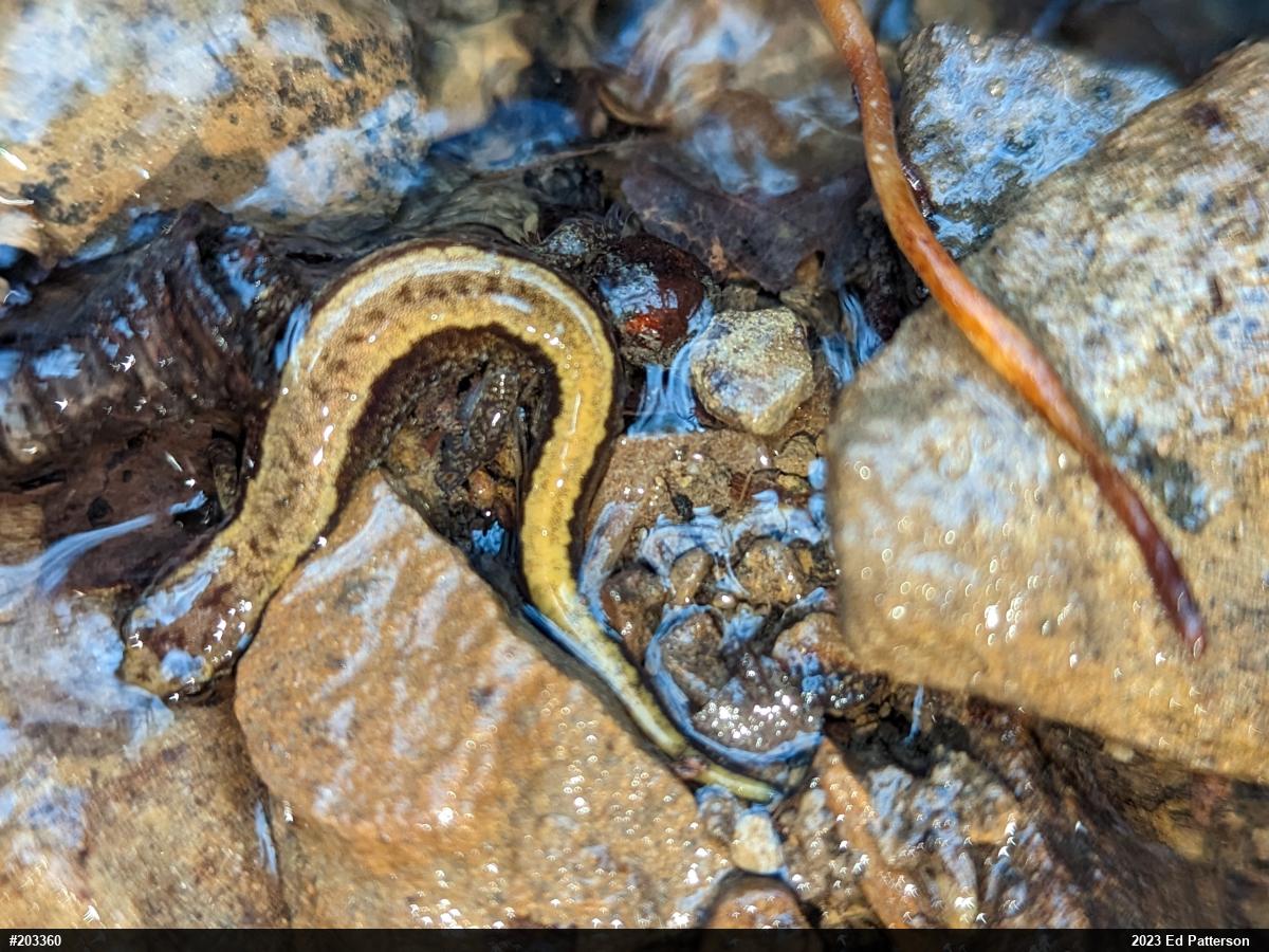 Allegheny Mountain Dusky Salamander