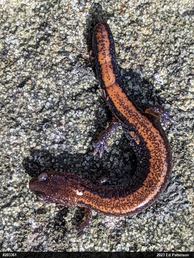 Eastern Red-backed  Salamander