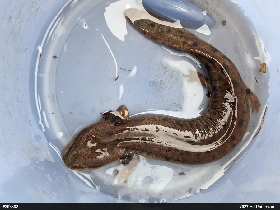 Common Mudpuppy