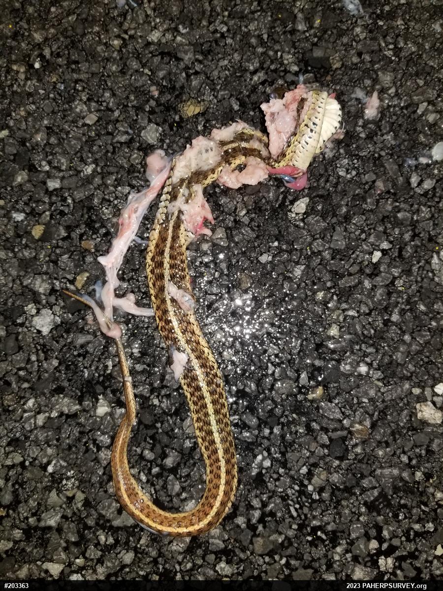 Eastern Gartersnake
