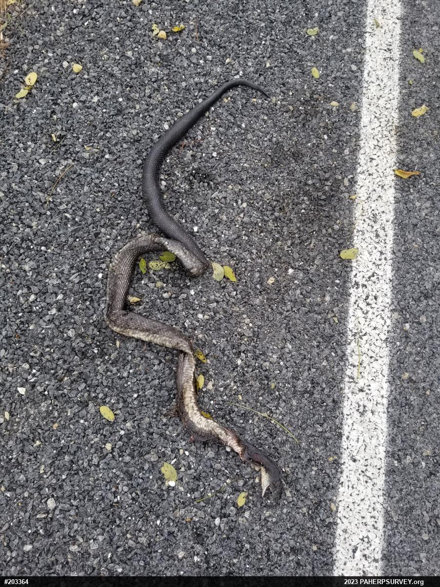 Eastern Ratsnake