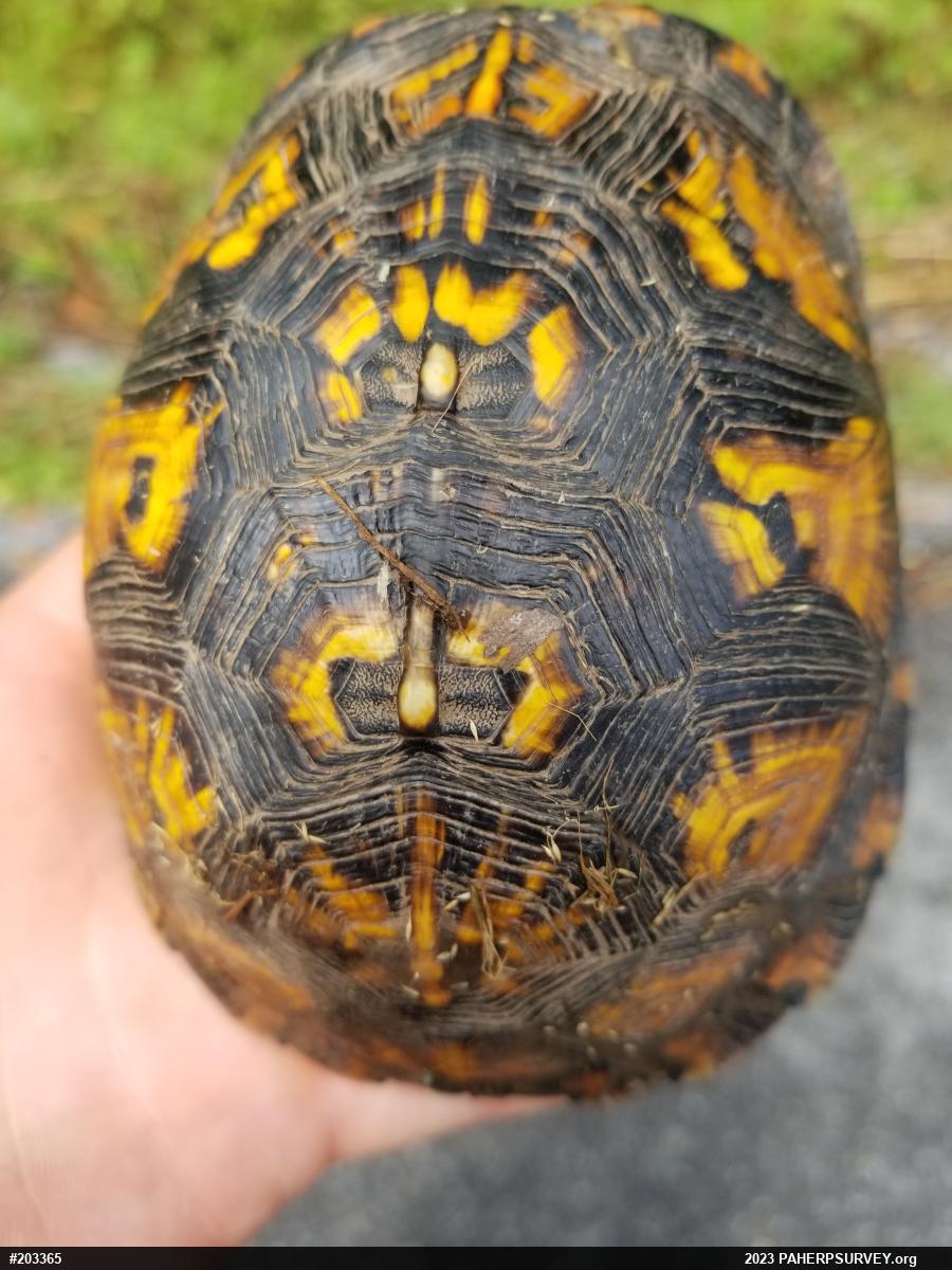 Eastern Box Turtle