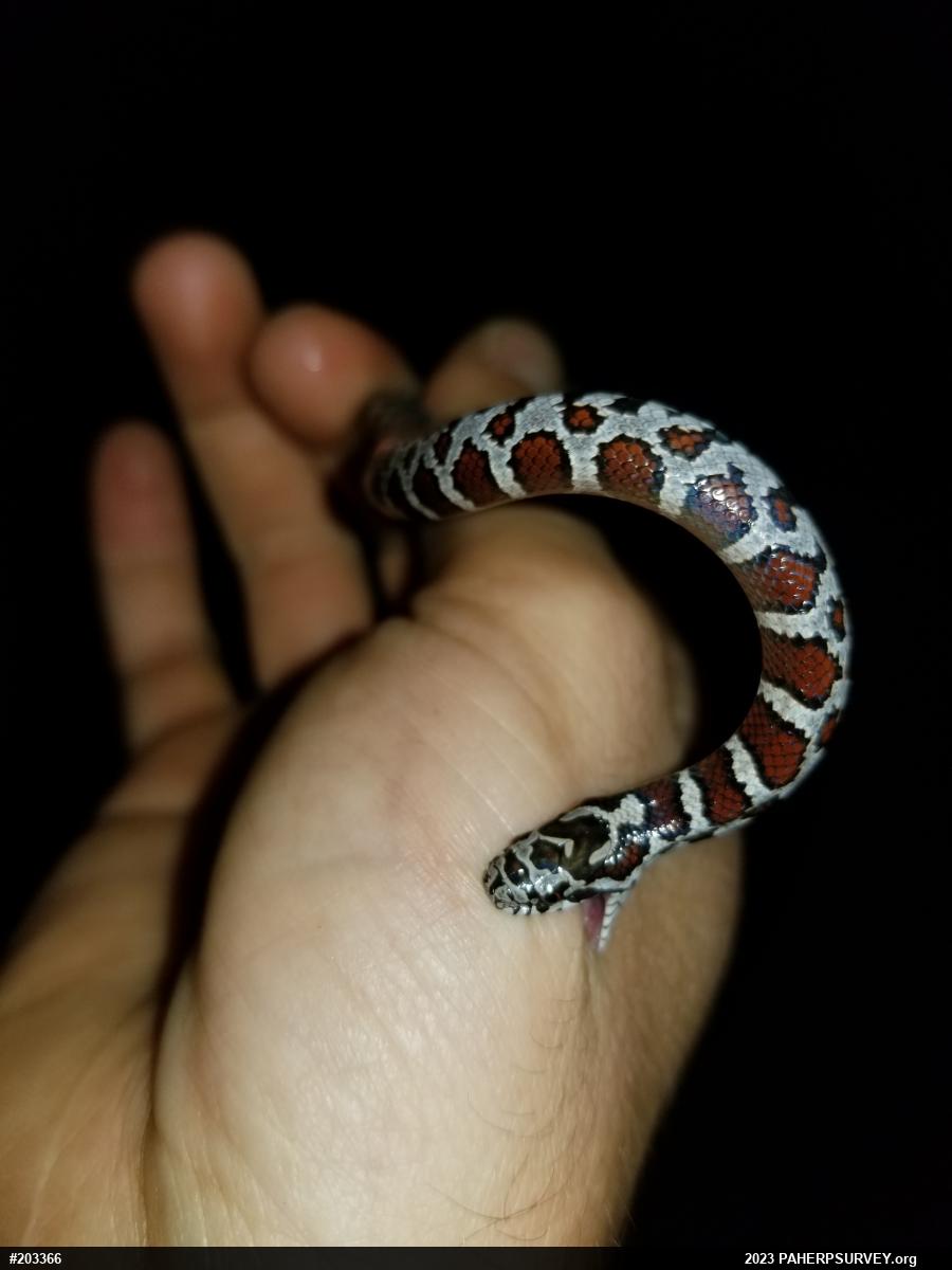 Eastern Milksnake