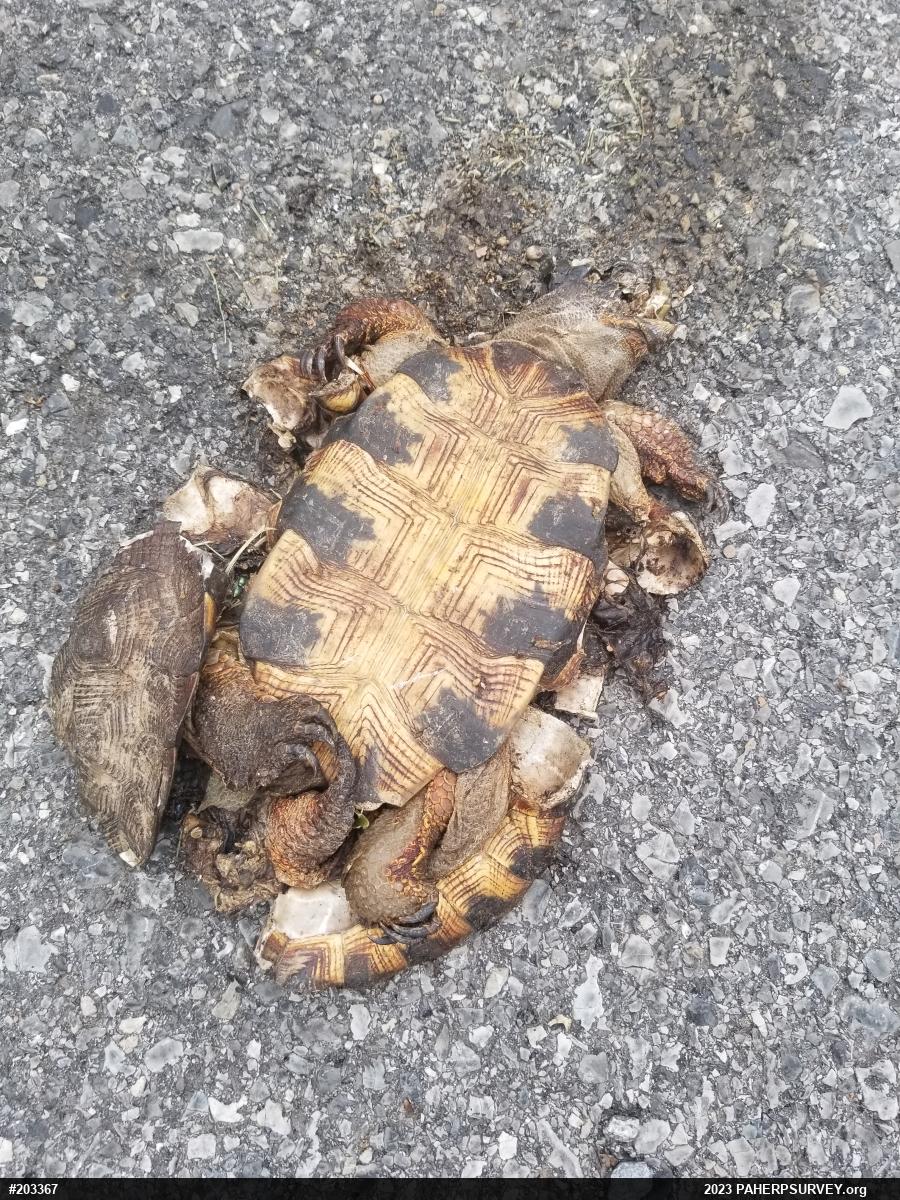 Wood Turtle