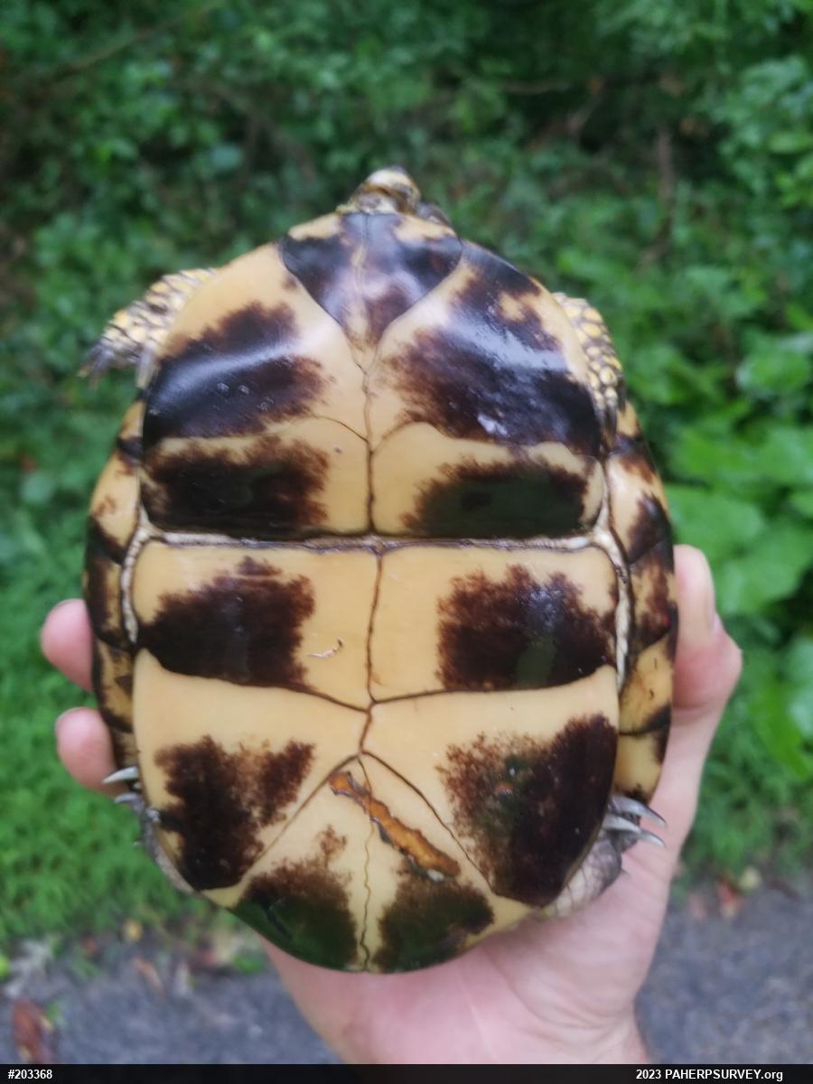 Eastern Box Turtle