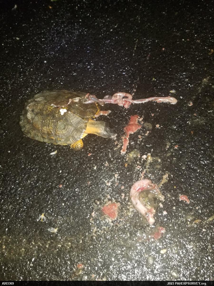 Wood Turtle