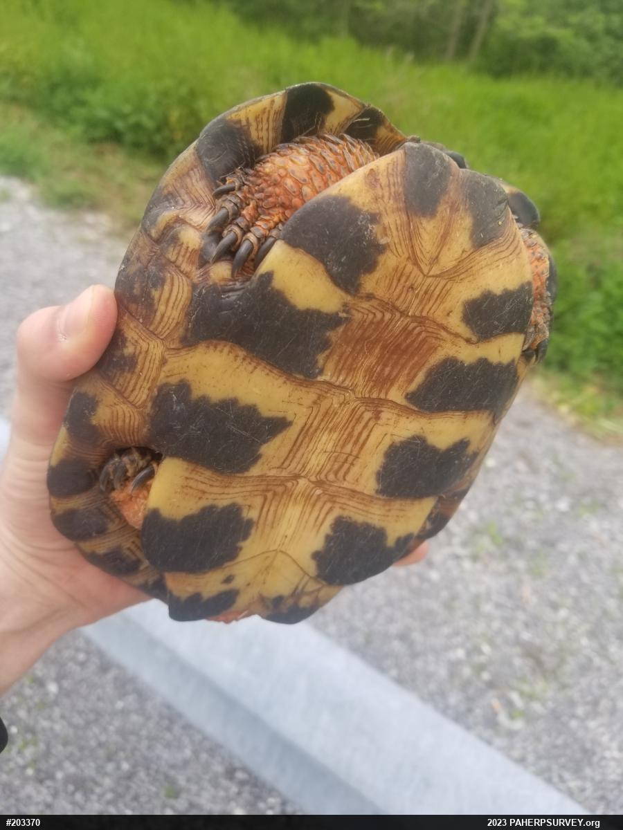 Wood Turtle