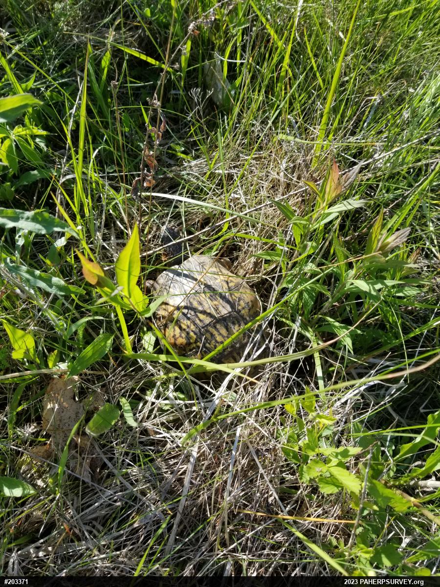 Eastern Box Turtle