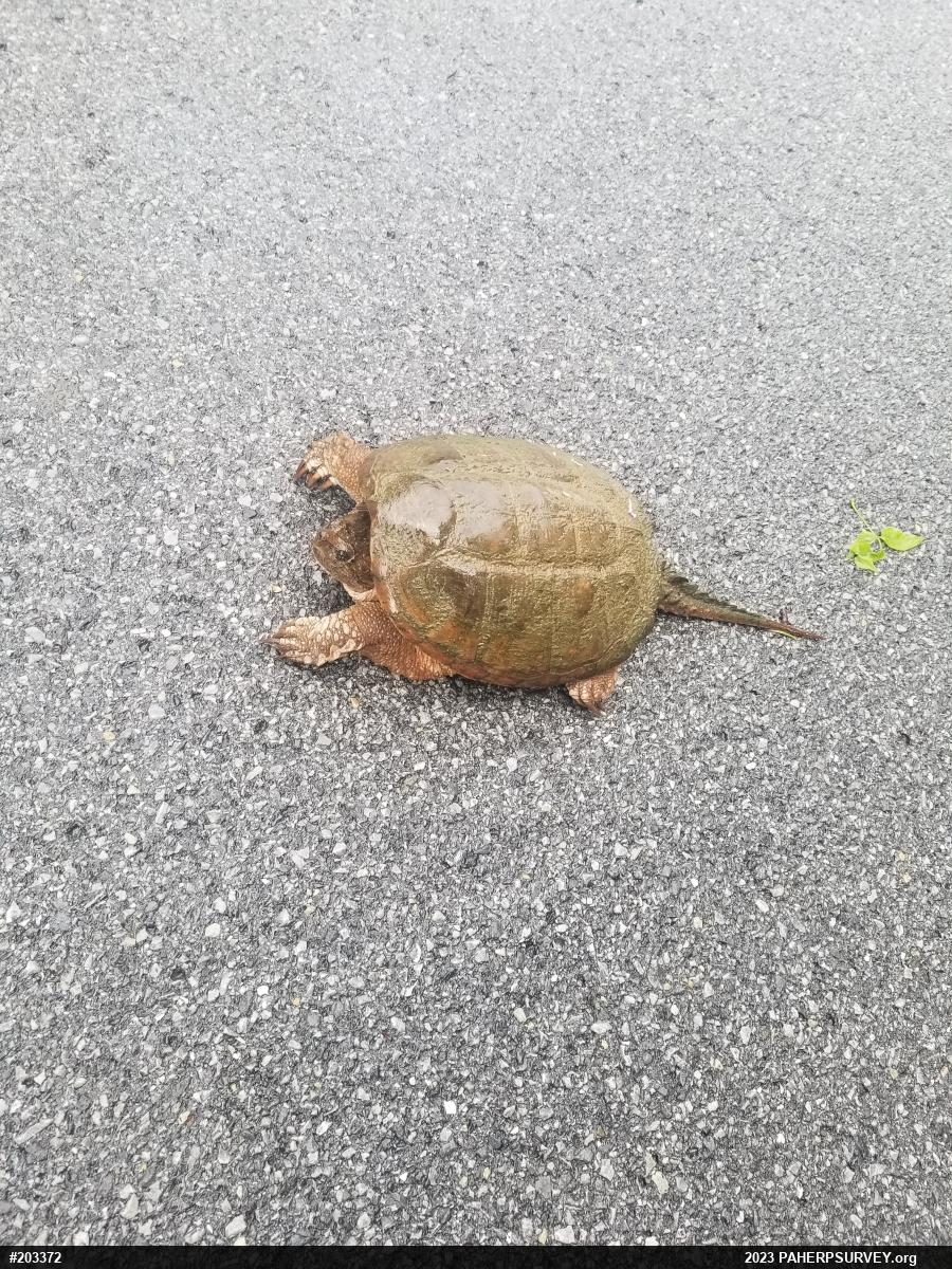 Snapping Turtle
