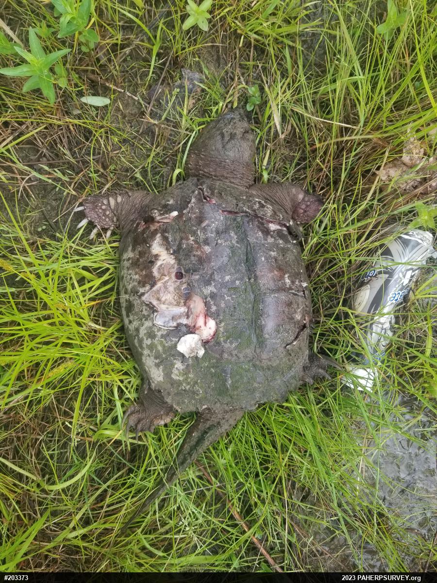 Snapping Turtle