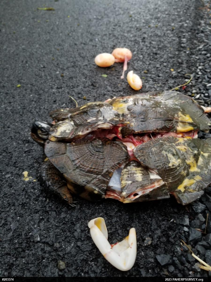 Wood Turtle