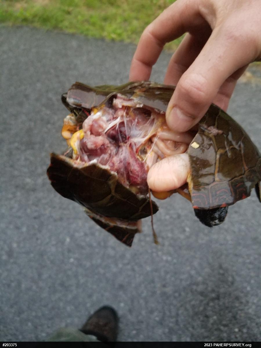 Painted Turtle
