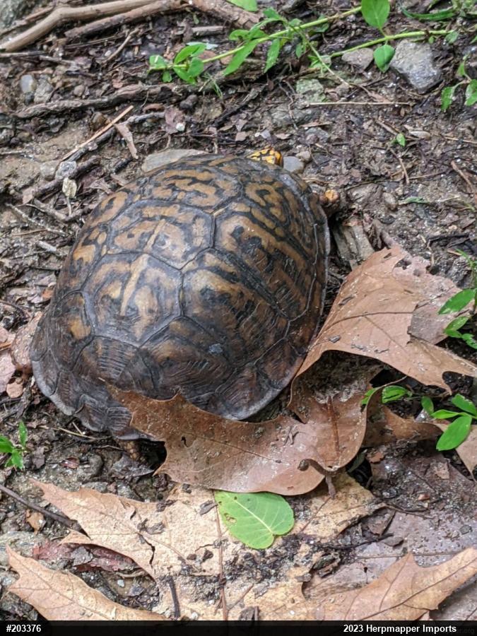 Eastern Box Turtle