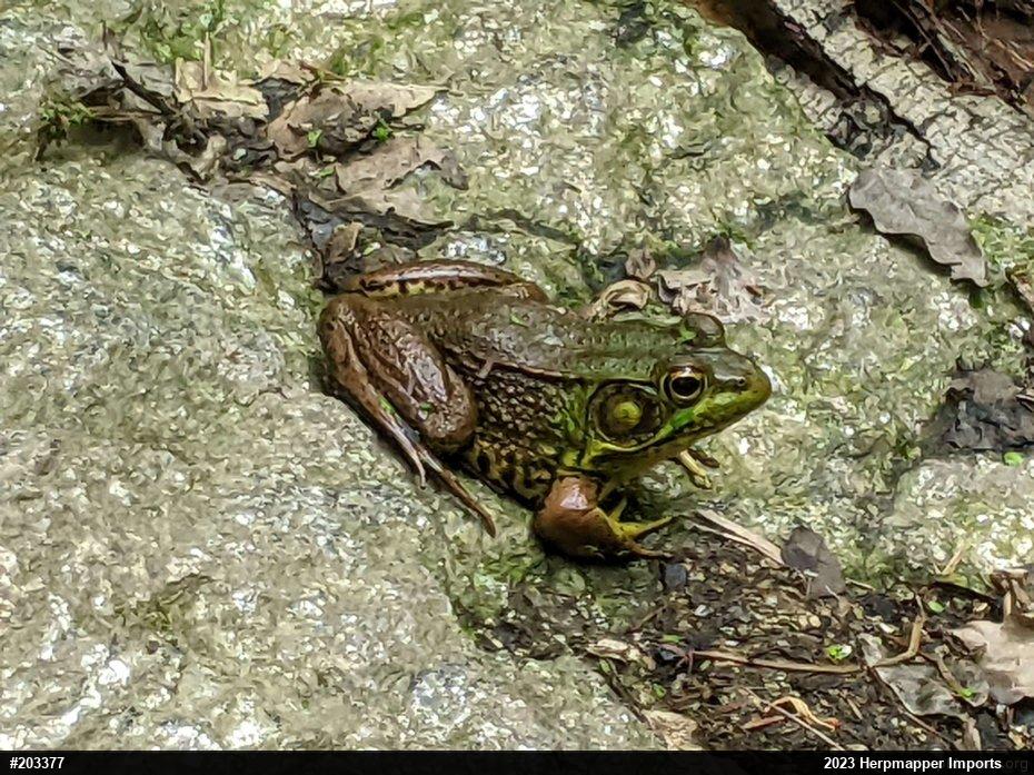 Green Frog