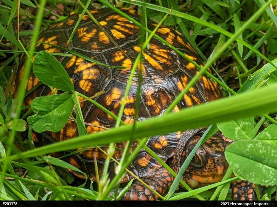 Eastern Box Turtle