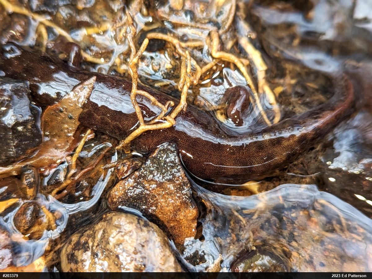 Seal Salamander