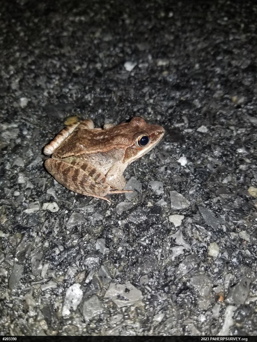 Wood Frog