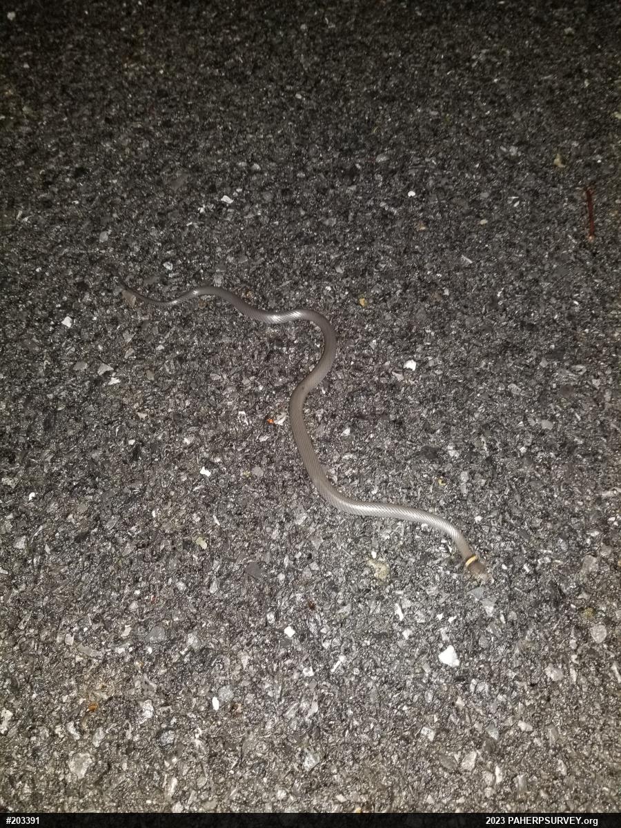 Northern Ring-necked Snake