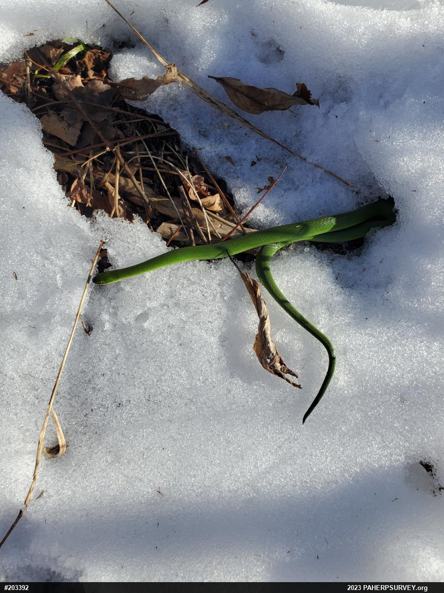 Smooth Greensnake
