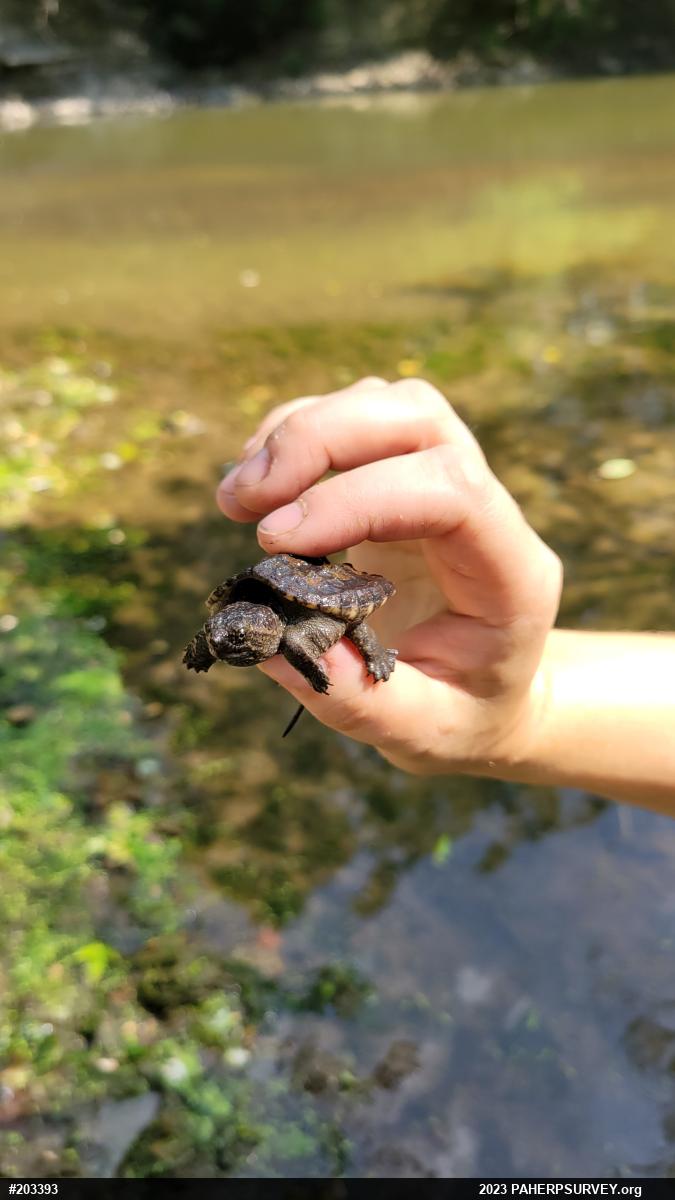 Snapping Turtle