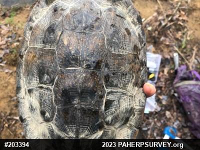 Wood Turtle
