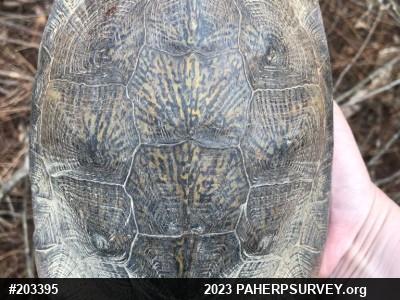 Wood Turtle