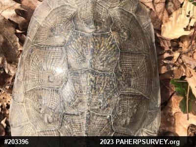Wood Turtle