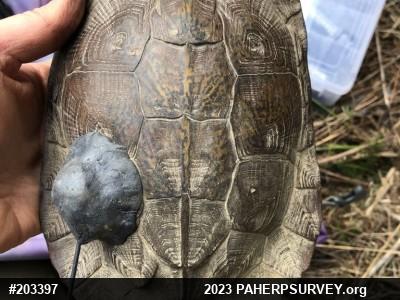 Wood Turtle