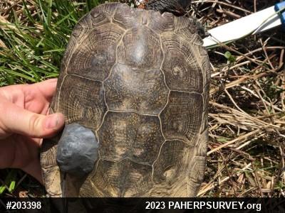 Wood Turtle