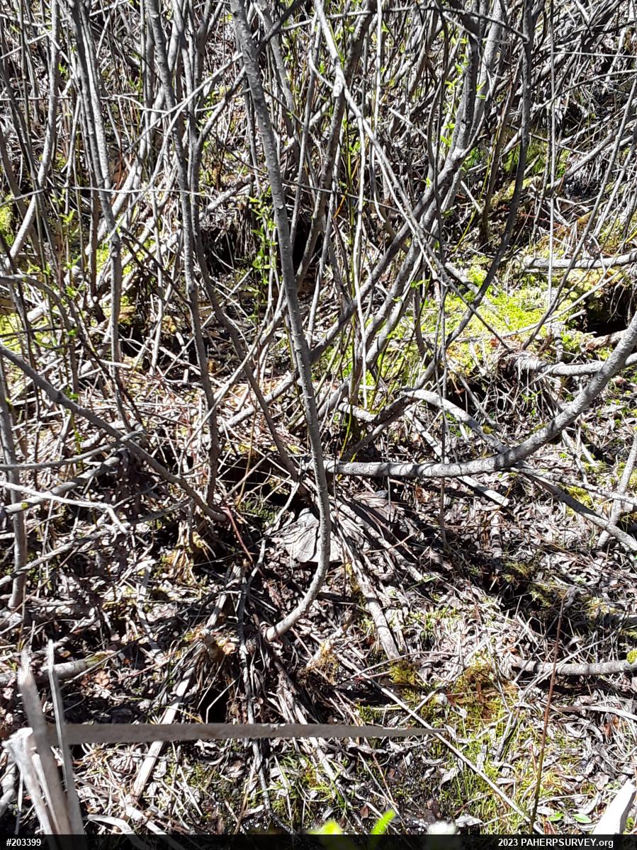 Wood Turtle