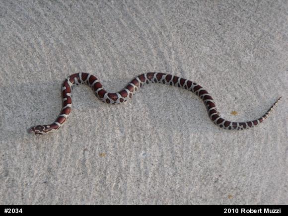 Eastern Milksnake