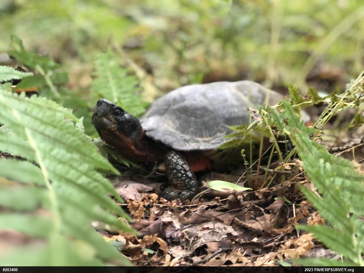 Wood Turtle