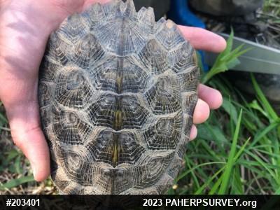 Wood Turtle