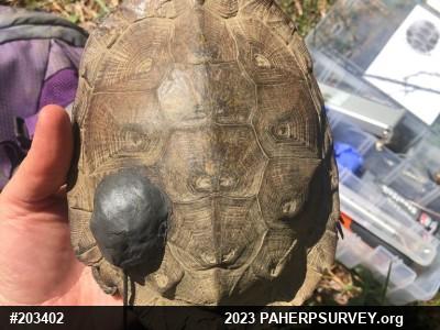 Wood Turtle