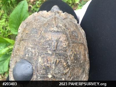Wood Turtle