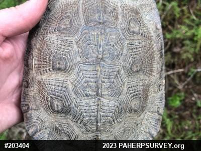 Wood Turtle