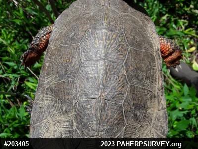 Wood Turtle