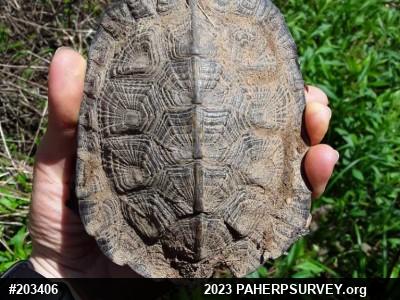 Wood Turtle